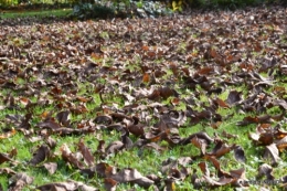 canal,automne,tonte des feuilles 005.JPG