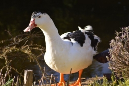 le canard blanc,crocus,petasite,magnolia 016.JPG