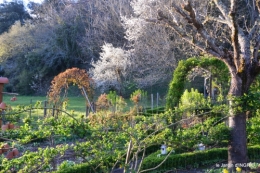 jardin,Ciron,pigeons,magnolia,amélanchier 095.JPG