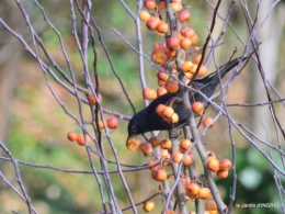 oiseaux,grotte du coulobre 098.JPG