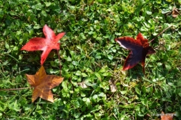 anniversaire Mamy,chateau d'eau,jardin automne 078.JPG