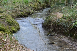 jonquilles dans les bois 035.JPG