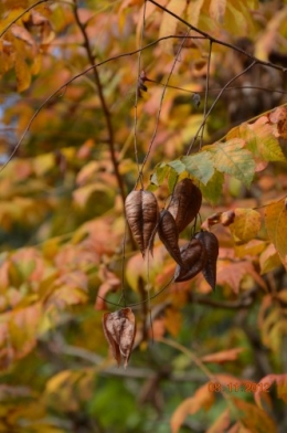 petit érable,le canal et lejardin àl'automne 007.JPG