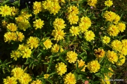 jardin Mme Perichou,grandes fleurs,bouquet,jardin 017.JPG