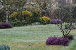 pluie,violettes,hélébores,jonquilles,jardin 102.JPG