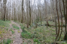 jonquilles dans les bois 029.JPG