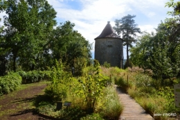 cornouiller,Limeuil,Campagne, 153.JPG