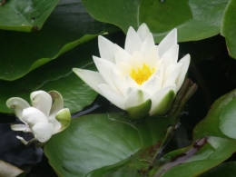 été,dahlia,lantana,bouillon blanc,platycodon