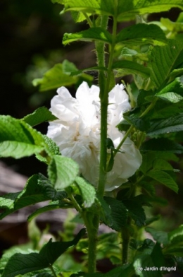 canal,fleurs blanches,marguerites,LE FLEIX,osier 169.JPG