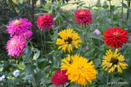 jardin Mme Perichou,grandes fleurs,bouquet,jardin 001.JPG