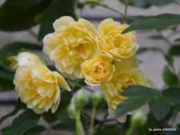 première roses,achats,jardin blanc 005.JPG