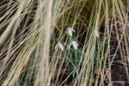 hérisson,lettres Sol,perce neige,colline 040.JPG