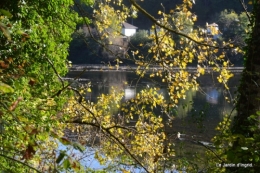 sentier des cygnes,automne novembre 019.jpg