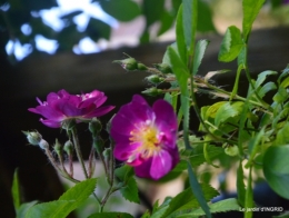 jardin,st Astier,colline 141.JPG