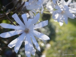 Romane,arbre de Paques,chez Bernadette,jardin 051.JPG