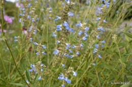 après la pluie,Tuillères,Mne Peirichou fleurs 087.JPG