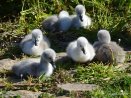 bébés cygnes,iris,clématite 038.JPG