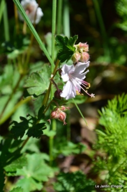 géraniums,glycine Monpazier,cabane,arums,fleurs sauvages 057.JPG