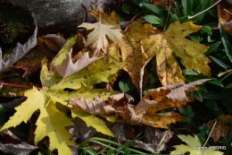 canal,automne,tonte des feuilles 007.JPG