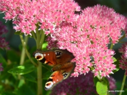 canal dentelles,Nernadette,fleurettes,apres tonte 032.JPG