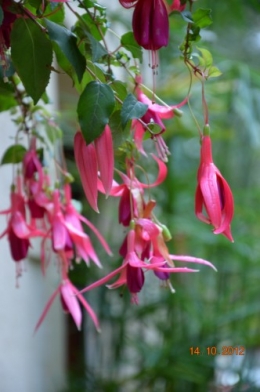 champignons,citrouilles,st Mayme de Péreyrol,fuschias,jardin aut 154.JPG