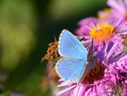 jardin en septembre,les cygnes 077.JPG