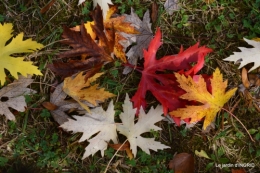 les arbres en automne,cabane 077.JPG