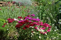 roses,marguerites,MOI,fêtes des mères avec les enfants 032.JPG