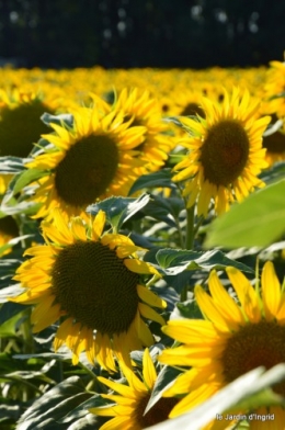 tournesols,podium,Lucas,jardin,Calès 065.JPG