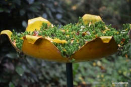 Neuvic,jardin,champignons canal 153.JPG