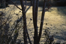 givre,jardin,bouquet 025.JPG