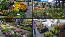 2013-05-01 chateau  Banes,marché fleurs Lalinde5.jpg