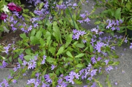 chateau  Banes,marché fleurs Lalinde 034.JPG