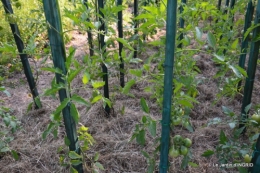 jardin juin,cabane,bouquet 092.JPG