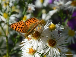 papillons,couleurs d'automne,Bernadette,pluie 059.JPG