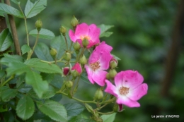 les roses au jardin 079.JPG