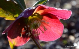 pluie,héllébores,SOL 1015,jardin,livre 020.JPG