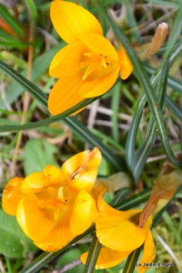 Givre,dentelles,helebores,crocus 044.JPG