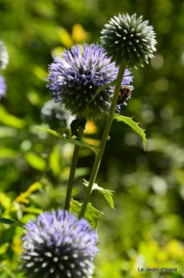 tournesols,podium,Lucas,jardin,Calès 020.JPG