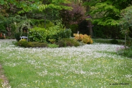 coquelicot,tonte paquerettes,Julie,jeux 015.JPG