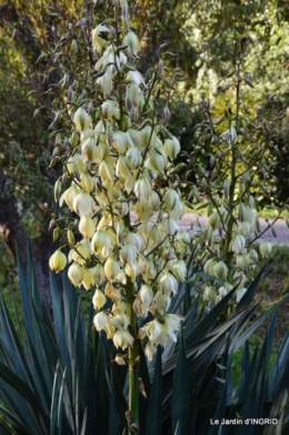 rhus,colline,buis taillé,noix,manthe religieuse,bouquet 100.JPG