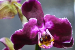 Orchidées,Noel jardiland,lever du soleil 022.JPG