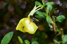 travaux,érable rouge,abeilles,Monpazier,jardin 061.JPG