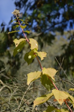 Ciron,feuilles d'automne,safran,taille érable 119.JPG