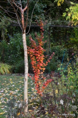 jardin serre bucher automne 022.JPG