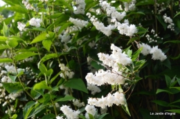 canal,fleurs blanches,marguerites,LE FLEIX,osier 065.JPG