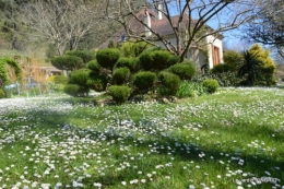 jardin printemps 005.JPG