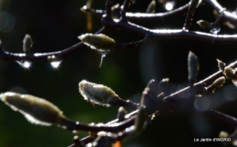 pluie,héllébores,SOL 1015,jardin,livre 028.JPG