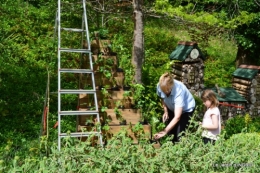 pyramide de fraisiers,toit végétalisé 009.JPG