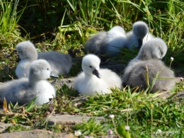 bébés cygnes,iris,clématite 040.JPG